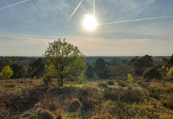 Vue ensoleillée sur la campagne près du Sallandse Heuvelrug depuis un gîte à Haarle, aux Pays-Bas.