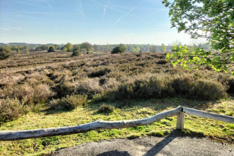 Udsigt over en lyngklædt hede ved Holiday home i Haarle nær Sallandse Heuvelrug, Holland, på en klar dag.
