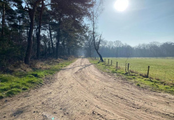 Chemin de terre ensoleillé bordé de champs et d’arbres près d’une maison de vacances à Haarle, Sallandse Heuvelrug.