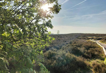 La luz del sol atraviesa hojas verdes junto a un sendero en Holiday home en Haarle cerca de Sallandse Heuvelrug, Países Bajos.