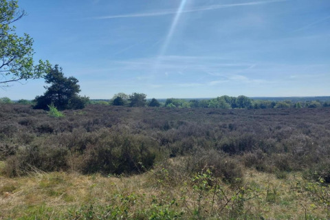 Landskab ved Sallandse Heuvelrug i Holland, set fra feriebolig, med buske, træer og blå himmel.