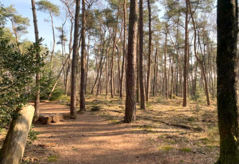 Sentier ensoleillé près du Holiday home à Haarle, proche de Sallandse Heuvelrug, Pays-Bas, forêt de pins.