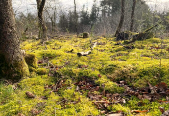 Sol forestier recouvert de mousse près du Sallandse Heuvelrug aux Pays-Bas, lumière filtrant entre les arbres.