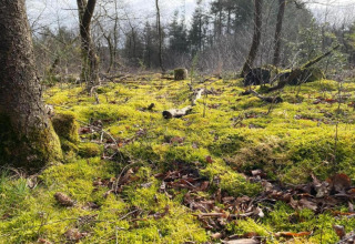 Skovbund dækket af mos og blade nær Sallandse Heuvelrug i Nederlandene, sollys gennem træerne.