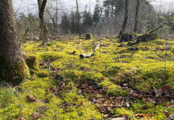 Sol forestier recouvert de mousse près du Sallandse Heuvelrug aux Pays-Bas, lumière filtrant entre les arbres.