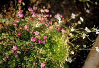 Kleine rosa und weiße Wildblumen in der Sonne bei einer Ferienunterkunft in Haarle nahe Sallandse Heuvelrug, Niederlande.