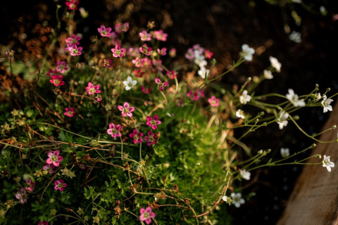 Små lyserøde og hvide vilde blomster i sollys ved Holiday home i Haarle nær Sallandse Heuvelrug, Holland.