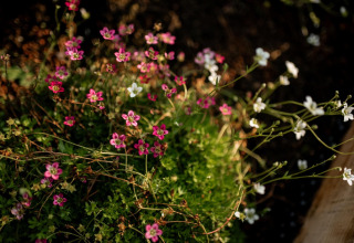 Små lyserøde og hvide vilde blomster i sollys ved Holiday home i Haarle nær Sallandse Heuvelrug, Holland.