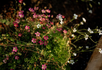 Kleine rosa und weiße Wildblumen in der Sonne bei einer Ferienunterkunft in Haarle nahe Sallandse Heuvelrug, Niederlande.