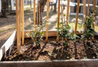 Carré potager surélevé avec jeunes plants à Holiday home à Haarle près de Sallandse Heuvelrug, Pays-Bas.