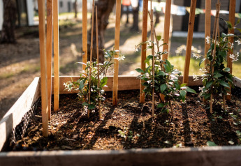 Verhoogde tuinbakken met jonge planten bij Holiday home in Haarle nabij Sallandse Heuvelrug, Nederland.