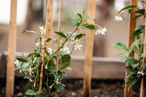 Blomstrende jasminplante, der vokser op ad bambusstænger i haven ved ferieboligen i Haarle, Holland.