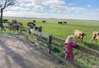 Klein meisje in roze outfit kijkt naar koeien bij een hek bij Frisian Hideaway with Style in Nederland.