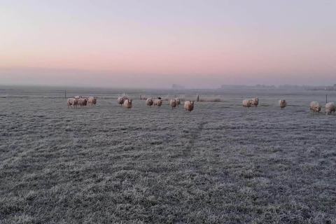 Schapen grazen op een bevroren veld bij zonsopgang bij Frisian Hideaway with Style in Nederland.