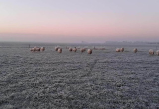 Schapen grazen op een bevroren veld bij zonsopgang bij Frisian Hideaway with Style in Nederland.