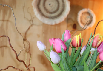 Boeket kleurrijke tulpen met sierlijke takken voor houten achtergrond bij Frisian Hideaway with Style, Nederland.