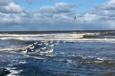 Meeuwen staan samen in het ondiepe water aan een windrijke kustlijn met golven en wolkenlucht.