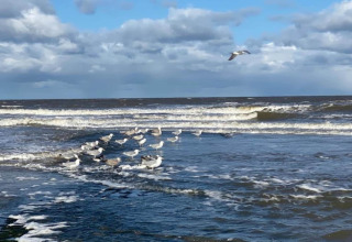 Gaviotas reunidas sobre la orilla de una playa venteada con olas y nubes en el cielo azul al fondo.