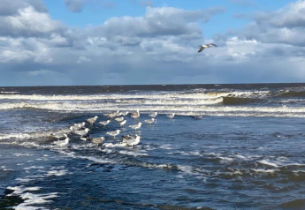Möwen versammeln sich am Ufer eines windigen Strandes, Wellen brechen und Wolken ziehen auf.