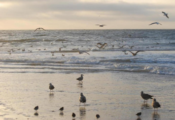 Möwen fliegen und stehen am Ufer eines ruhigen Strandes bei Sonnenuntergang mit sanften Wellen im Hintergrund.