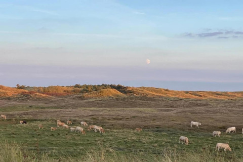 Udsigt fra et strandhus med græssende får på markerne, klitter i baggrunden og månen på himlen.