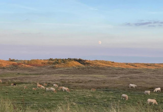 Vue depuis une maison de plage avec des moutons broutant sur les prés, dunes et la lune dans le ciel.