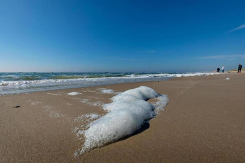 De la mousse de mer s’accumule sur la plage de sable alors que des promeneurs marchent au loin sous le ciel bleu.