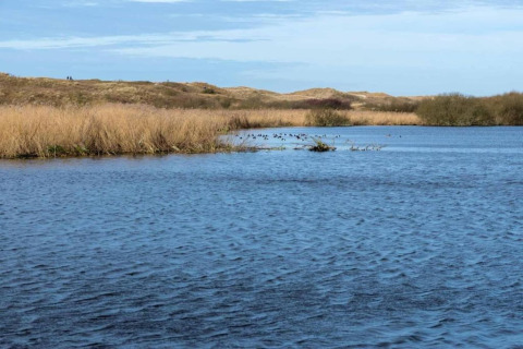 Uitzicht op een kalm meer met riet en duinen onder een blauwe lucht bij Charming Chalet in Sint Maartenszee, Nederland.