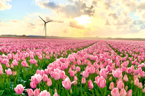 Ein riesiges Feld rosa Tulpen bei Sonnenuntergang mit einer Windmühle nahe Sint Maartenszee Strand, Niederlande.