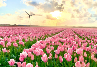 Un vaste champ de tulipes roses au coucher du soleil, avec une éolienne près de Sint Maartenszee Beach, Pays-Bas.