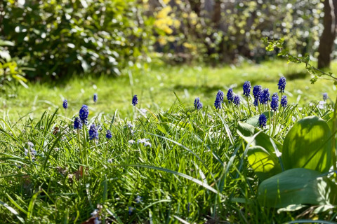 Fleurs sauvages et herbe verte au soleil près du Chalet à Sint Maartenszee Beach, Pays-Bas, au printemps.
