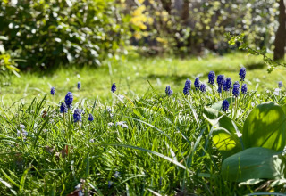 Fleurs sauvages et herbe verte au soleil près du Chalet à Sint Maartenszee Beach, Pays-Bas, au printemps.
