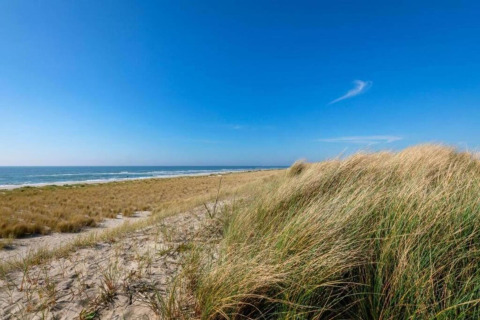Kystscene med sandklitter og marehalm nær stranden i Sint Maartenszee, Holland, under blå himmel.