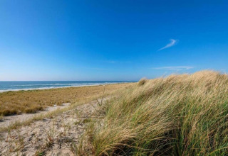 Kystscene med sandklitter og marehalm nær stranden i Sint Maartenszee, Holland, under blå himmel.