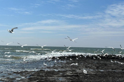 Gaviotas volando sobre la playa junto al Chalet en Sint Maartenszee cerca de Sandy Beach, Países Bajos.