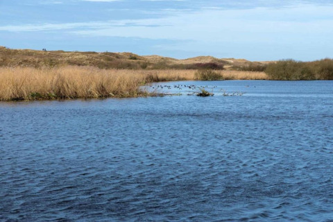 Vista de un lago tranquilo con juncos cerca del Chalet en Sint Maartenszee, cerca de Sandy Beach, Países Bajos.