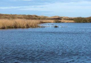 Zicht op een rustige vijver met riet bij het Chalet in Sint Maartenszee nabij Sandy Beach, Nederland.