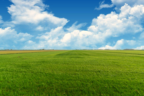 Groen veld onder blauwe lucht met witte wolken, gezien vanaf het Tiny House in Nederland.
