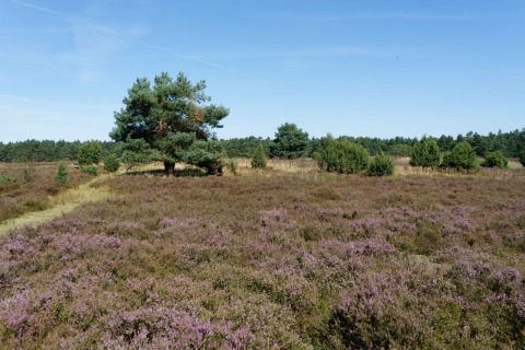 Dintorni - Vodatent - Campeggio Aller-Leine-Tal - Essel-Engehausen - Bassa Sassonia - Germania