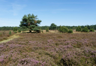 Alrededores - Vodatent - Camping Aller-Leine-Tal - Essel-Engehausen - Baja Sajonia - Alemania