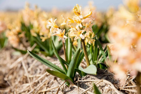 Fiori di giacinto gialli fioriscono in un campo vicino al Resort Beach Houses Julianadorp 1 nei Paesi Bassi.