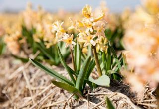 Fiori di giacinto gialli fioriscono in un campo vicino al Resort Beach Houses Julianadorp 1 nei Paesi Bassi.