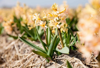 Gele hyacinten bloeien op een veld bij Resort Beach Houses Julianadorp 1 in Nederland.