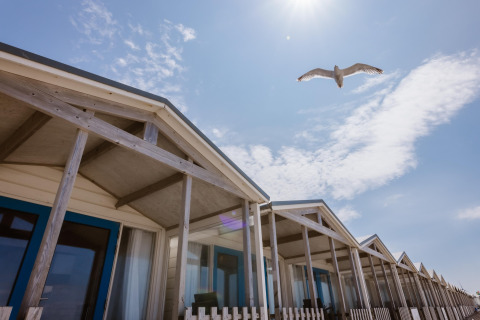 Beach houses with blue trim under a sunny sky, and a seagull soaring above with light clouds overhead.