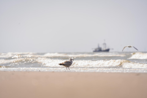 A seagull stands on the beach by the waves, with a fishing boat and another bird visible in the distance.