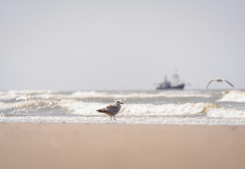 Een meeuw staat op het strand met golven en een schip op zee, bij heldere lucht en nog een vogel in zicht.