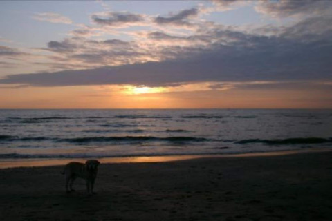 A dog stands on the beach near the sea at sunset, viewed from a beach house under cloudy skies.