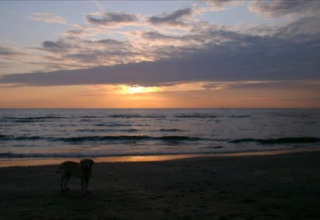 A dog stands on the beach near the sea at sunset, viewed from a beach house under cloudy skies.