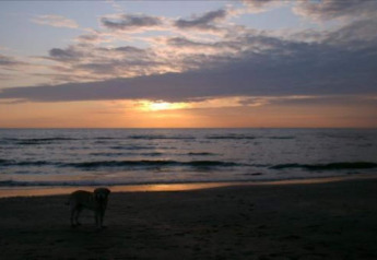 Een hond staat op het strand bij de zee tijdens zonsondergang, gezien vanaf een strandhuis met wolken.