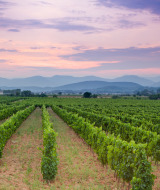 Vignoble, Occitanie, France
